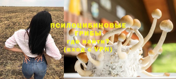 сатива Тайга